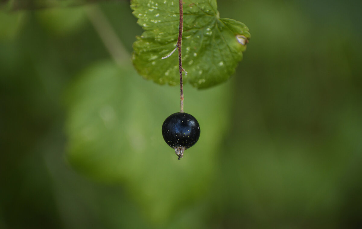    Отчего смородина не плодоносит?
