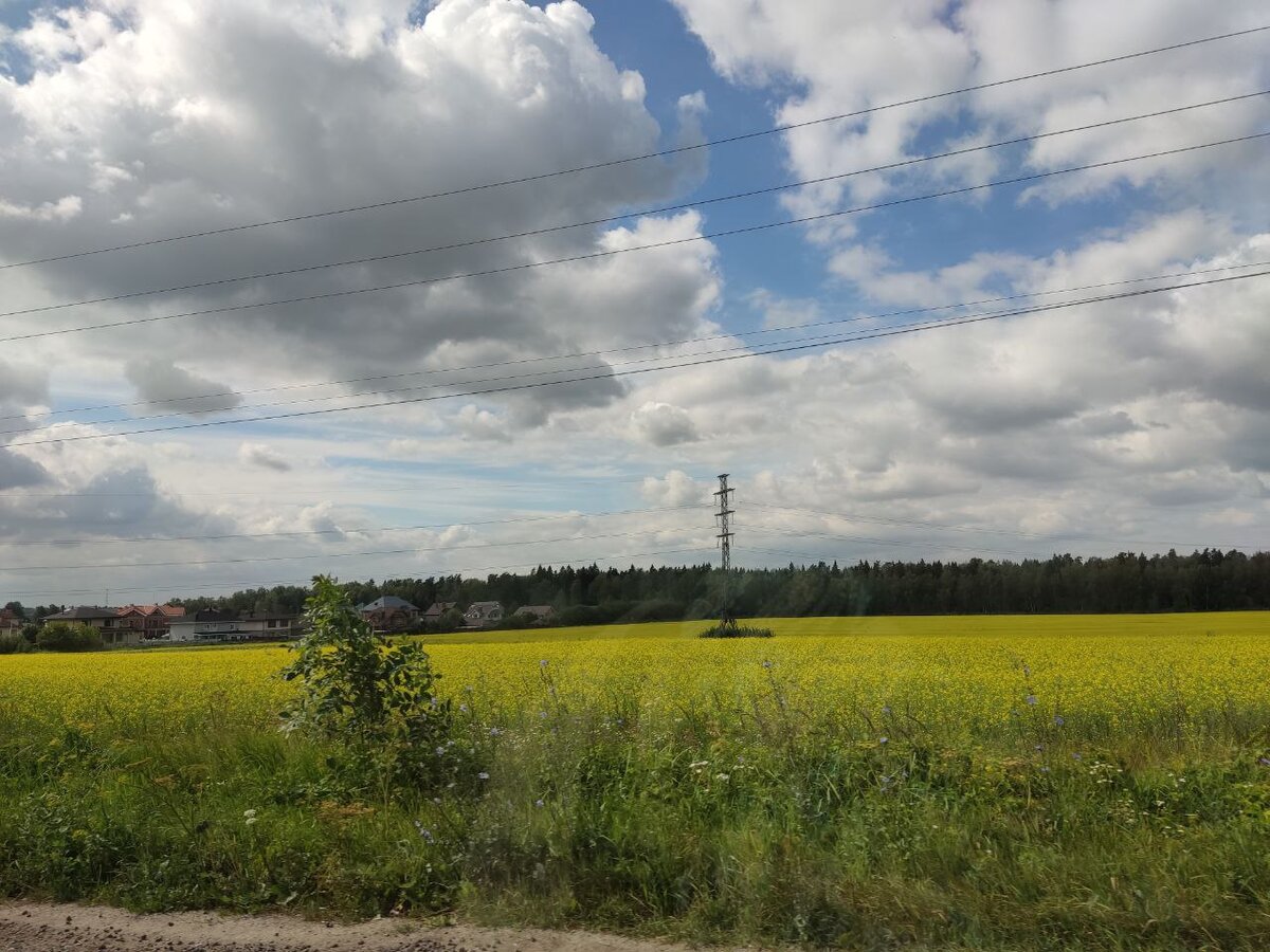 Вот такими стали сейчас поля. Фото автора