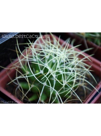 Купить Долихотеле изогнутоиглая (Dolichothele camptotricha, Долихотеле камптотриха) можно в нашем интернет-магазине "Кактусёнок.РФ" по низкой цене! фото из питомника Кактусёнок. РФ
