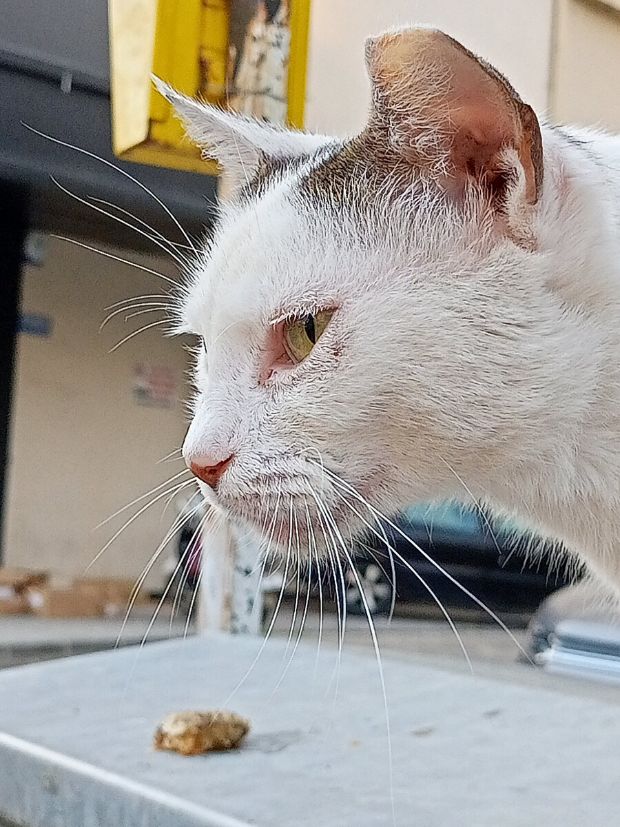 Ч̾т̾о̾ э̾т̾о̾ т̾а̾м̾ л̾е̾ж̾и̾т̾?🧋🍪