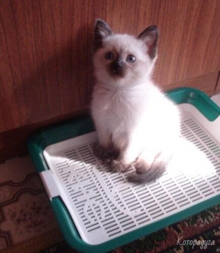 Источник: pinterest.com