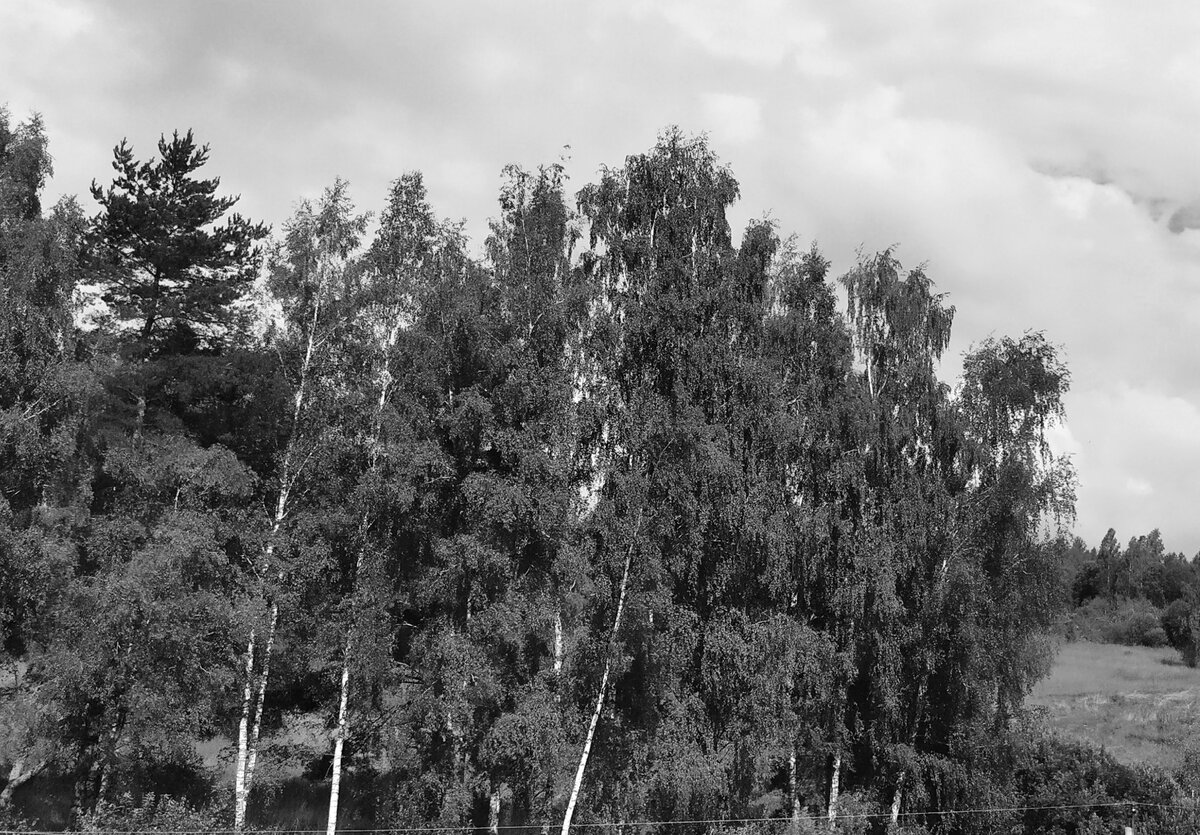 Фото автора из поезда. 