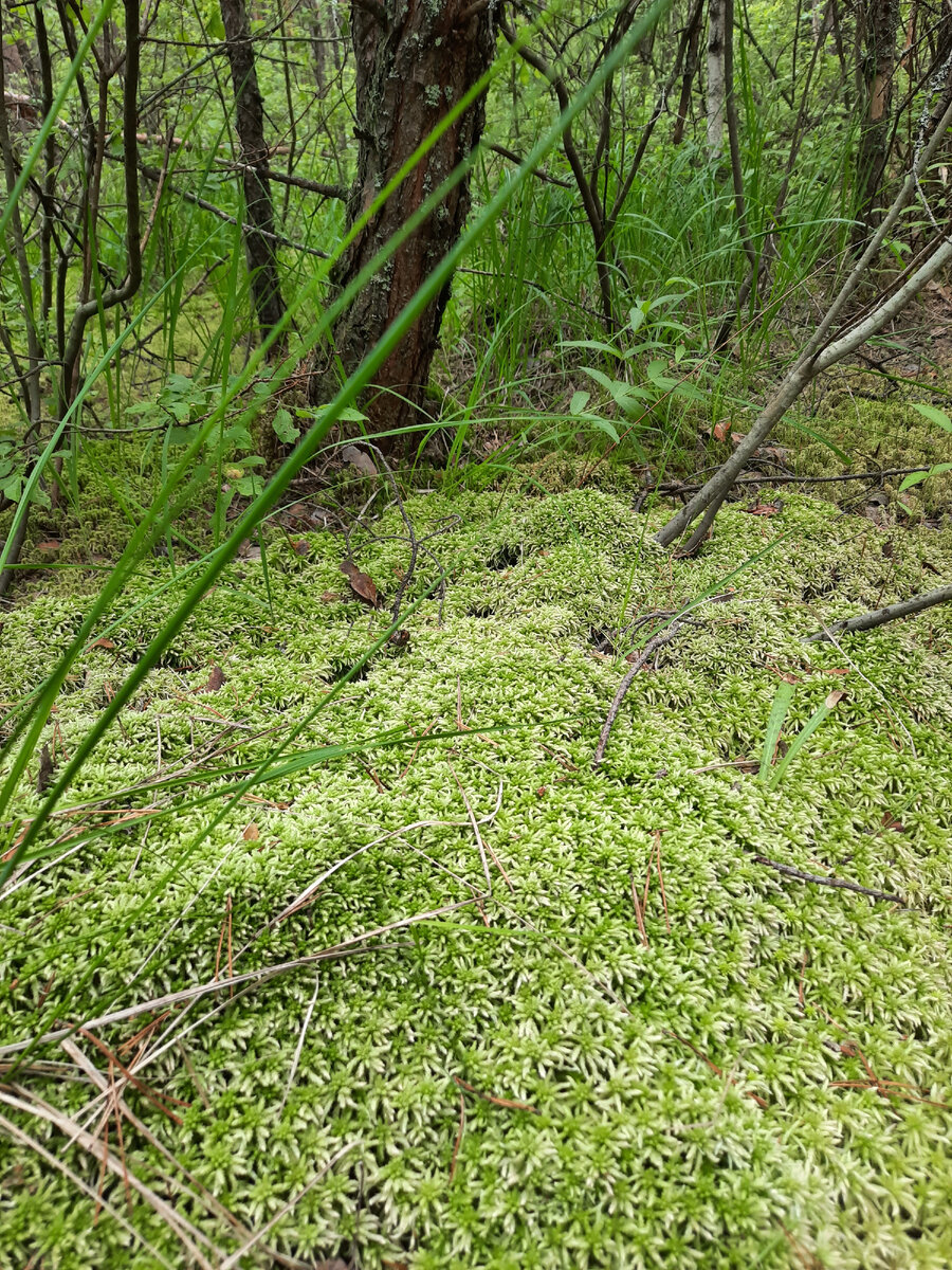 Мох растёт на болоте