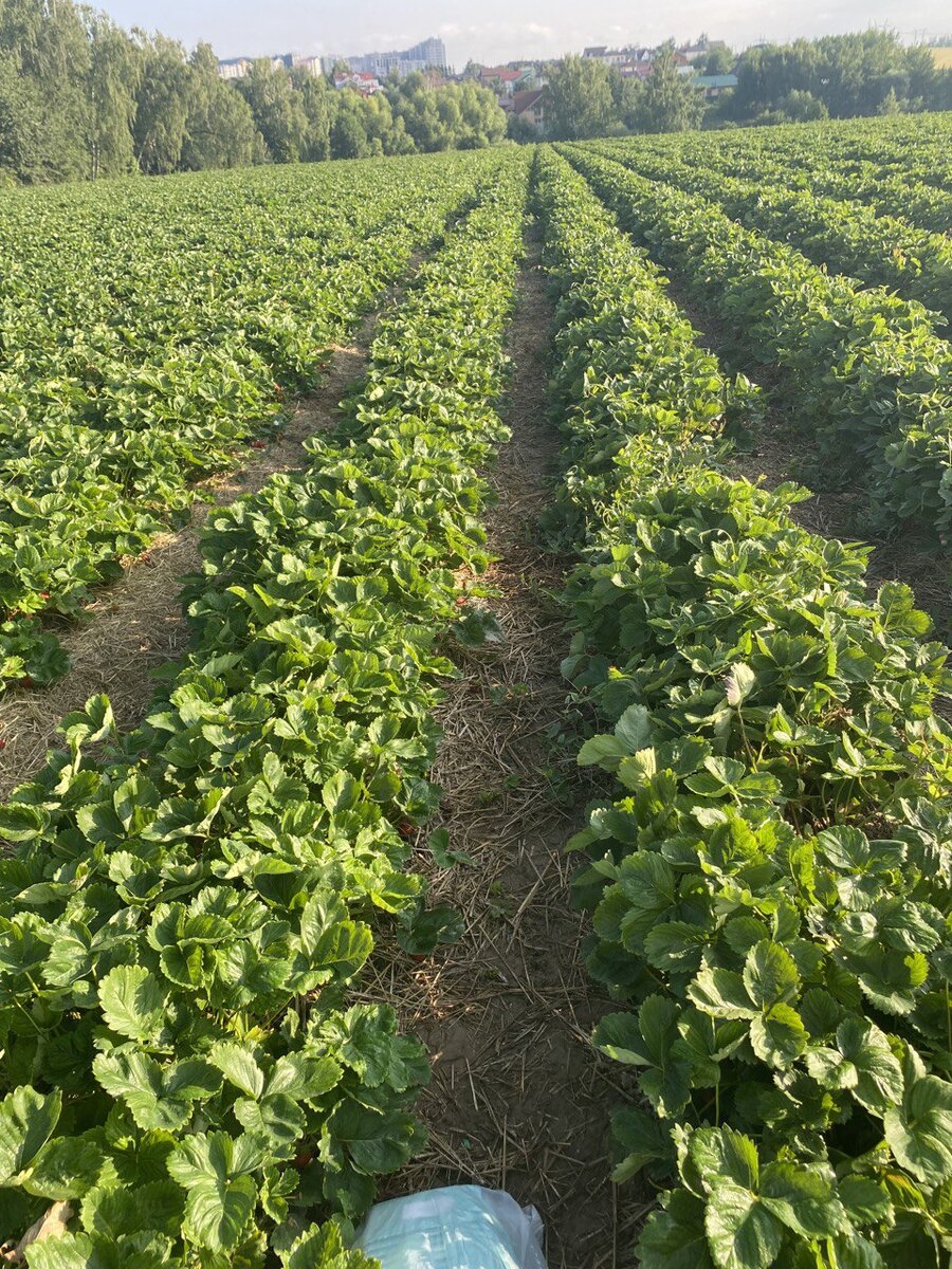 Клубничное поле. Совхоз имени Ленина Московская область.