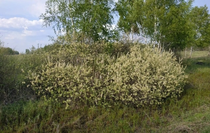 Ракита.