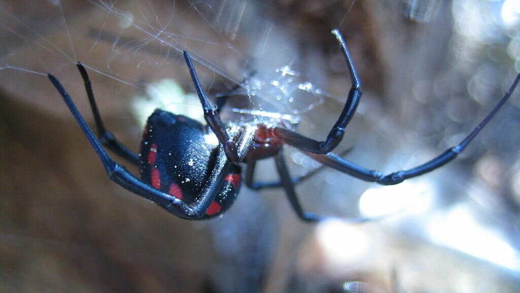     Присутствие пауков-каракуртов в Ростовской области всегда считалось нормой. Это самое ядовитое существо в нашем регионе, и их у нас много, сообщил RostovGazeta зоолог ЮФУ Алексей Тихонов.