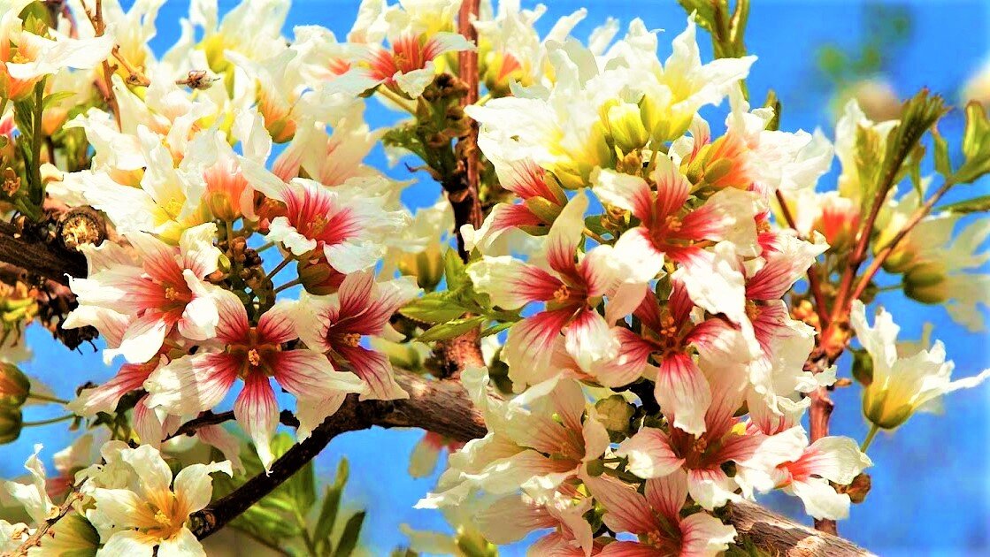 Неповторимой красоты неприхотливый кустарник с деликатесными плодами ...