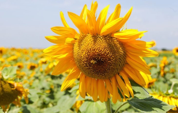    Идиллическое поле подсолнечника в Приморье стало точкой притяжения туристов