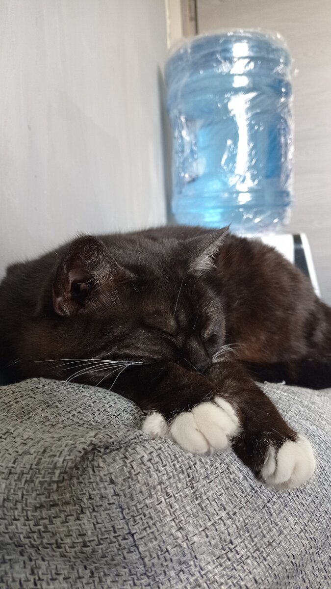 Пузень постигла дзен