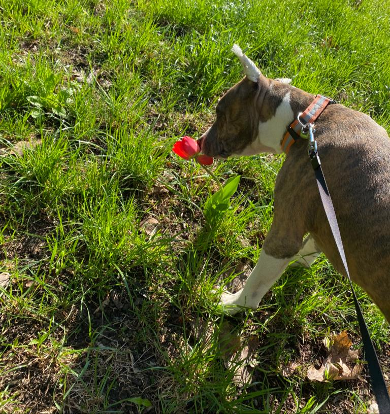 P.S тюльпан не пострадал