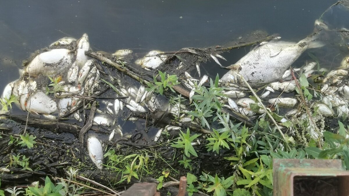     Власти Удмуртии провели совещание по факту мора рыбы в Вавожском районе.
