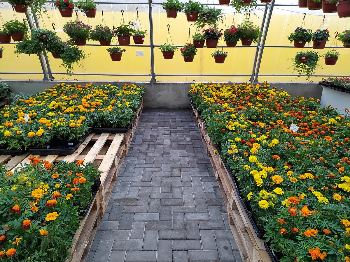 Брусчатка в теплице