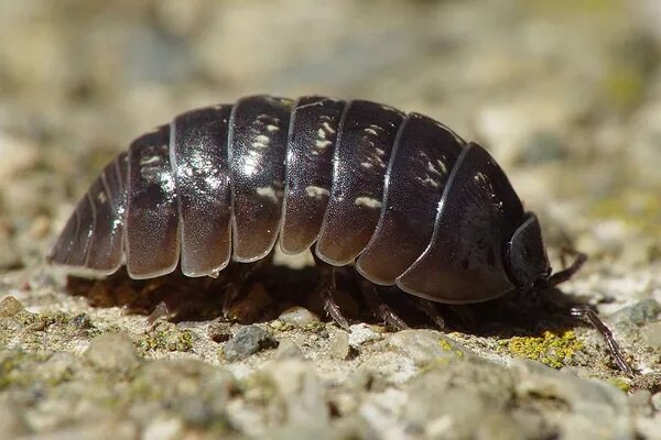 Изображение предоставлено Франко Фолини