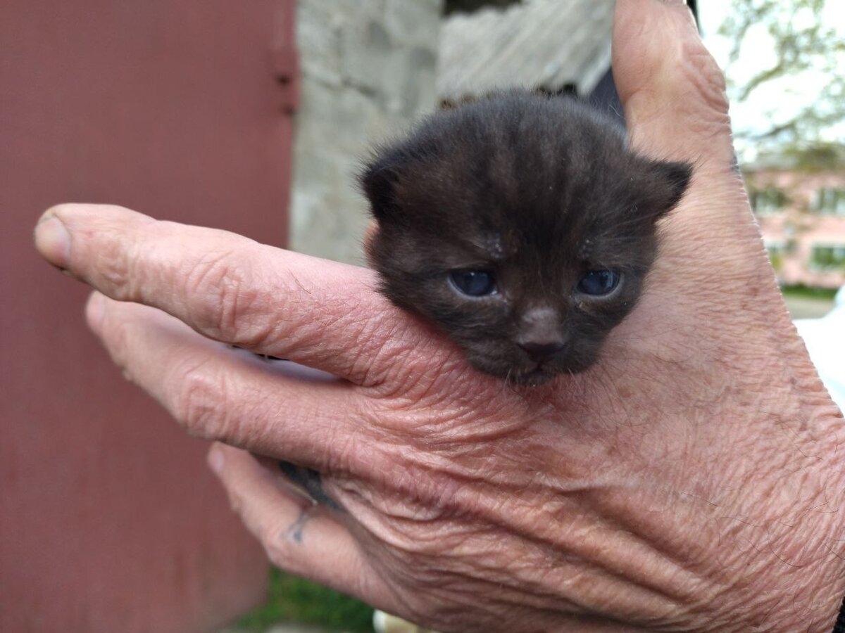 Голубоглазка.