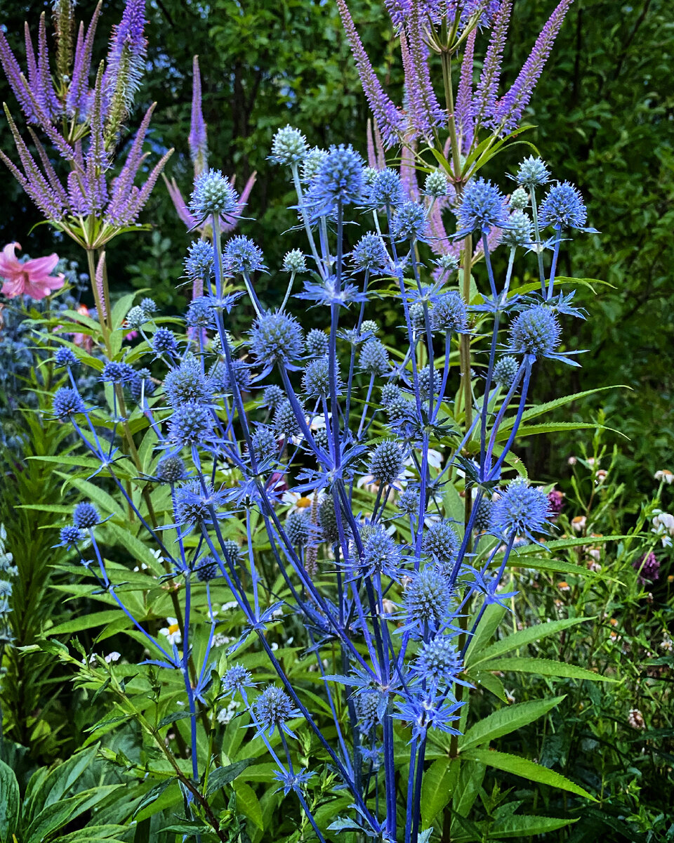 Синеголовник 