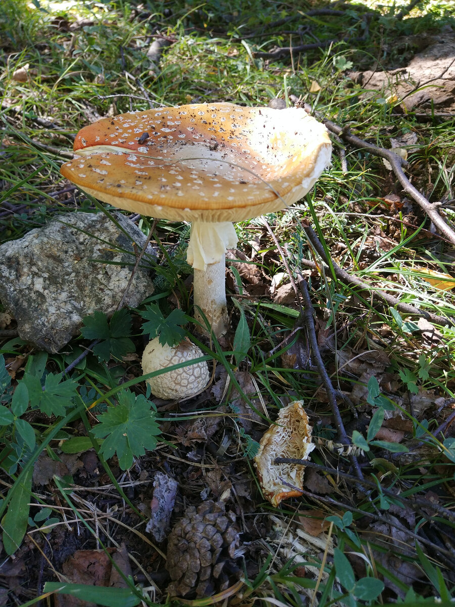 Мухоморы, конечно, не съедобны, но очень красивы.