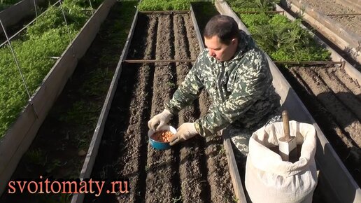 Стоит или не стоит сажать лук репку под зиму в средней полосе