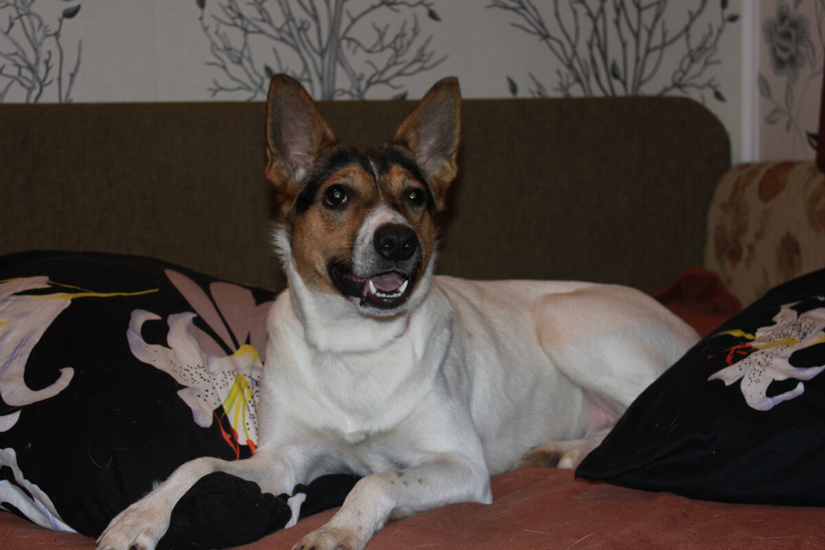 Умка чисто диванная собака) 