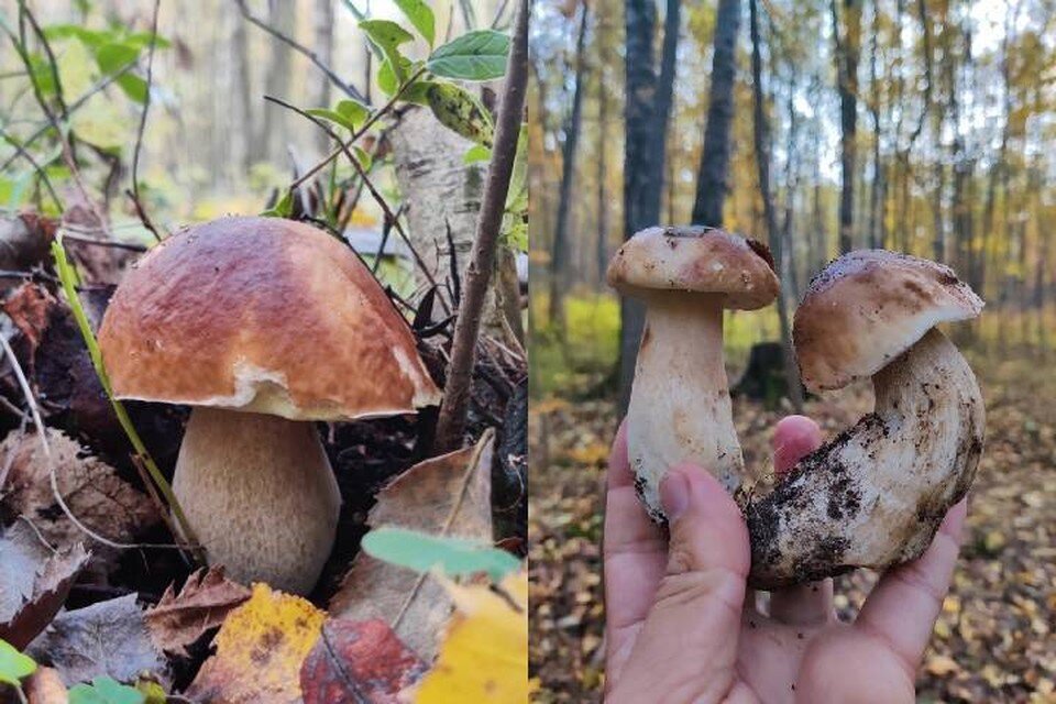     В Удельном парке Петербурга начали собирать белые грибы / Фото: Антон Кубышкин