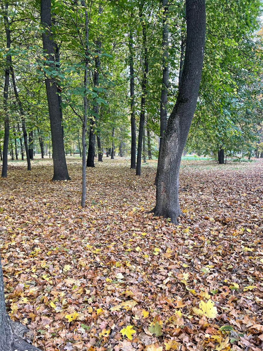 Земля покрыта плотным ковром из листьев.