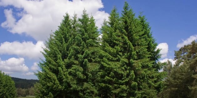 Ель обыкновенная. Кадр: Евро‑плант / YouTube📷
