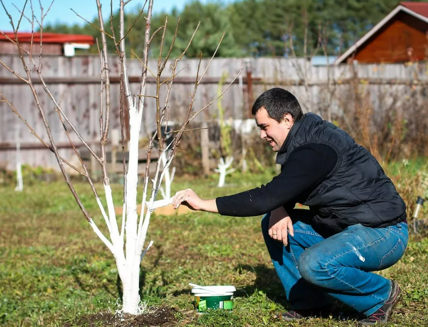 Фотография взята из источника gribyogorod.info