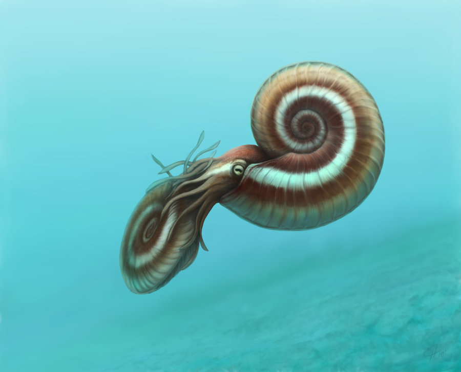 Аммонитиды квенштедтоцерасы (Quenstedtoceras Hyatt 1877)