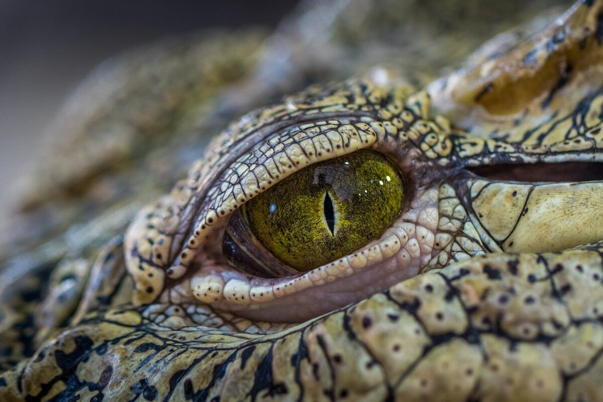     Крокодил на самолете: как сбежавший хищник привел к одной из самых странных авиакатастроф в истории