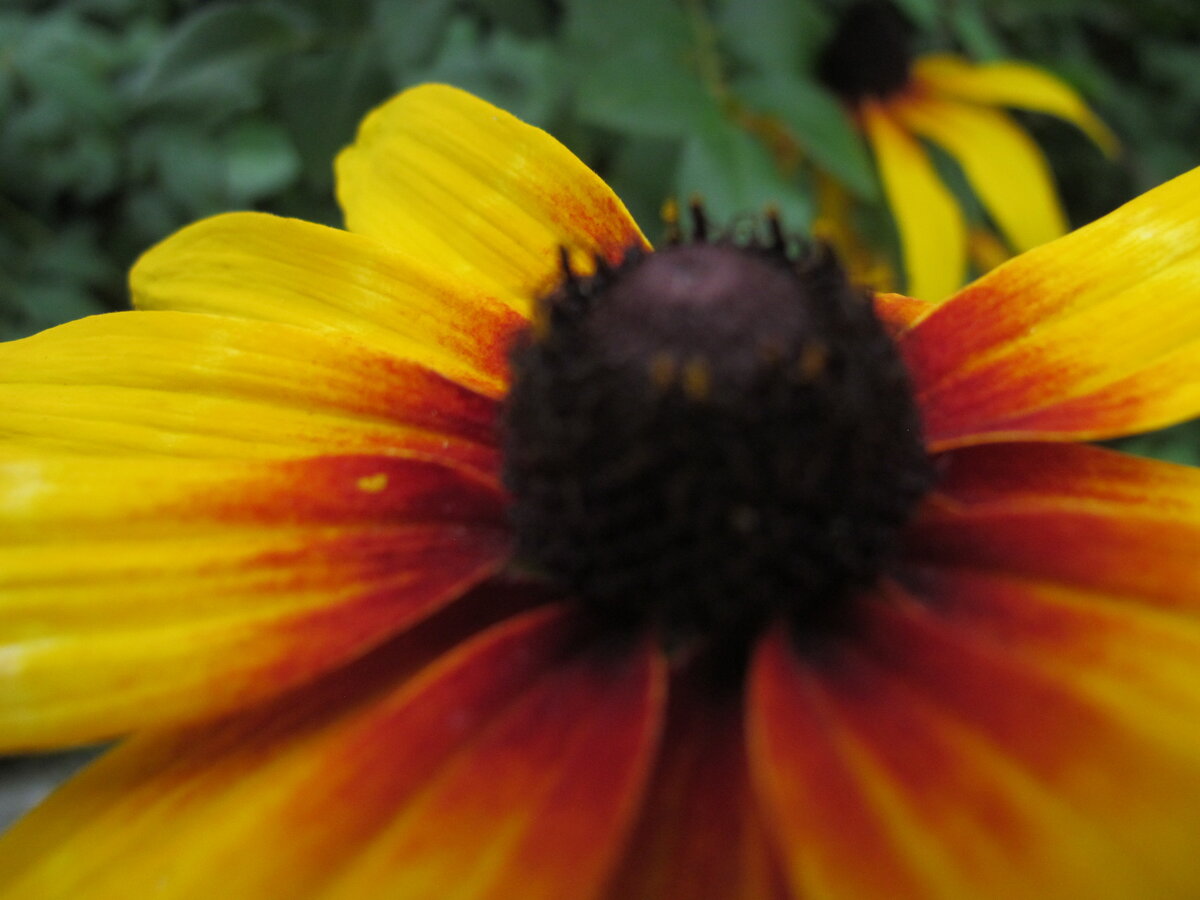 Гацания в ожидании первых осенних заморозков продолжает быть в своём цвете. Мудрость народная с течением времени не перестаёт быть таковой.