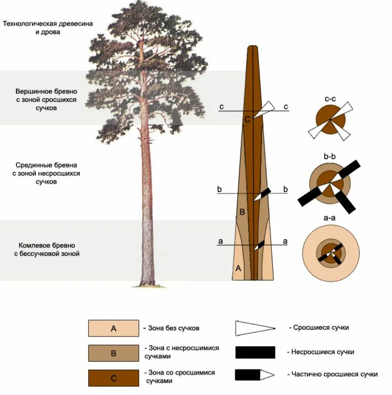 По рисунку с изображением поперечных распилов древесных стеблей определите