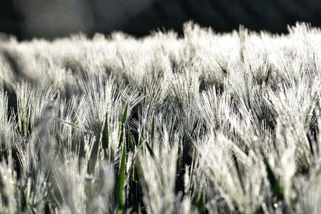    Озимые поля (cc) Pitsch