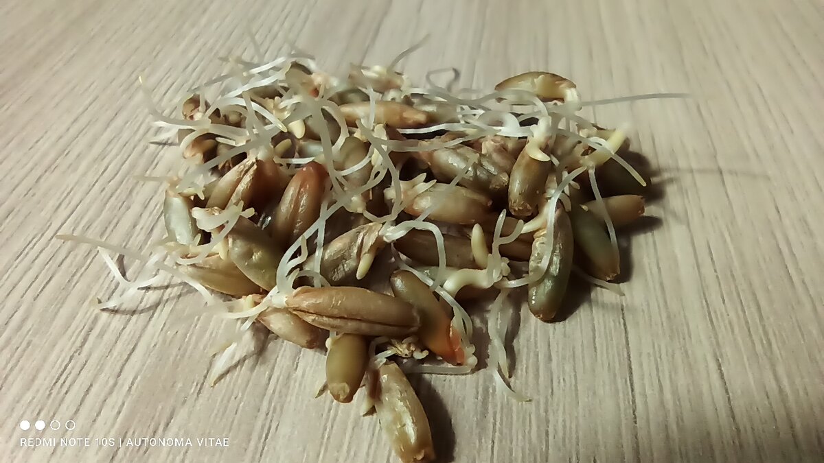 У меня ржаной зелёный солод.