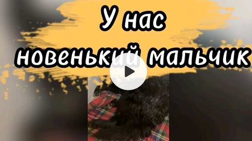 У нас новенький мальчик 🐶