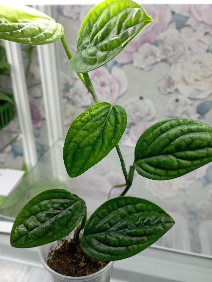 Monstera Sp. Peru / Monstera Karstenianum