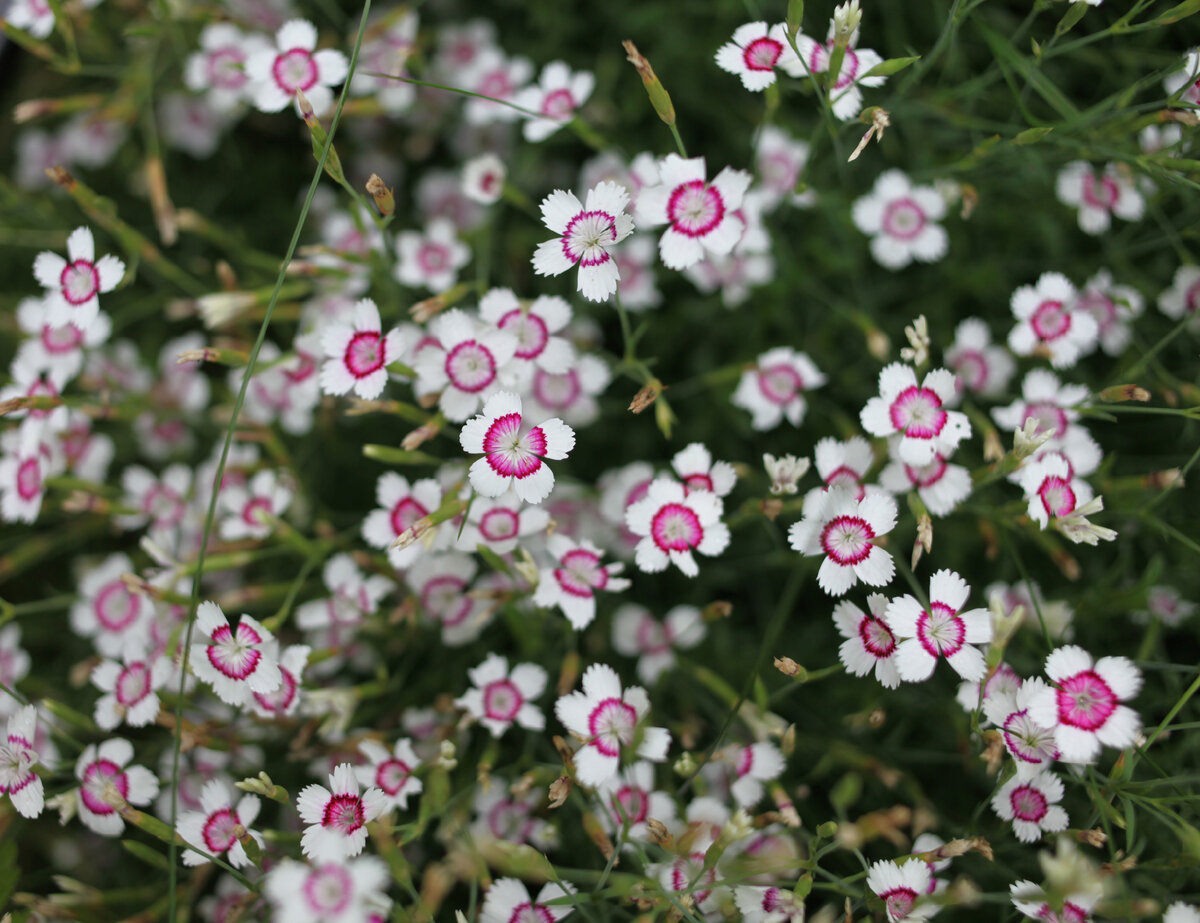 Гвоздика-травянка из семян.
