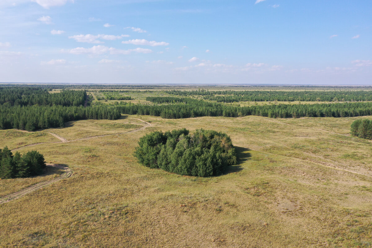 Дьяковский лес Краснокутский район