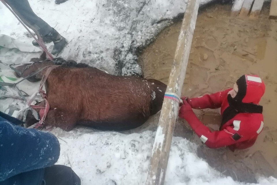     В Буграх из ямы спасали жеребенка. Фото: vk.com/bspadmru