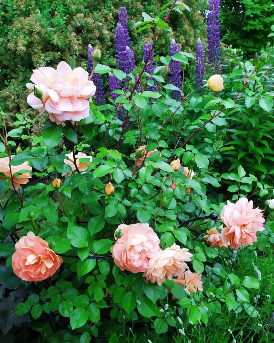 Люпины и розы