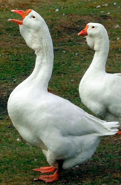Холмогорская порода. Гуси. 