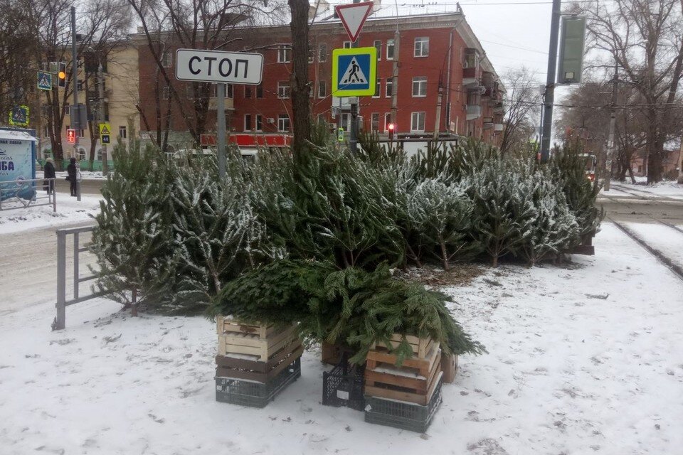     Все новогодние деревья в Самаре привозные Евгений ЕГОРОВ