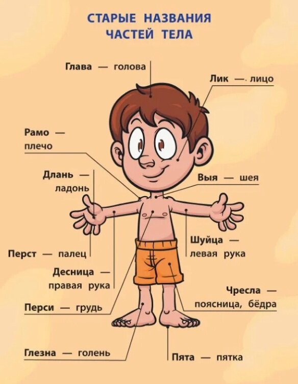 Устаревшие слова. Старые названия частей тела. Чело это устаревшее слово. Правая рука десница шуйца. Старорусские названия частей тела человека.