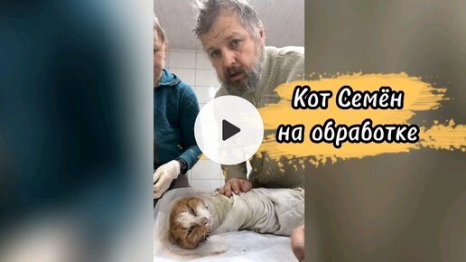 Кот Семён на обработке 🐈