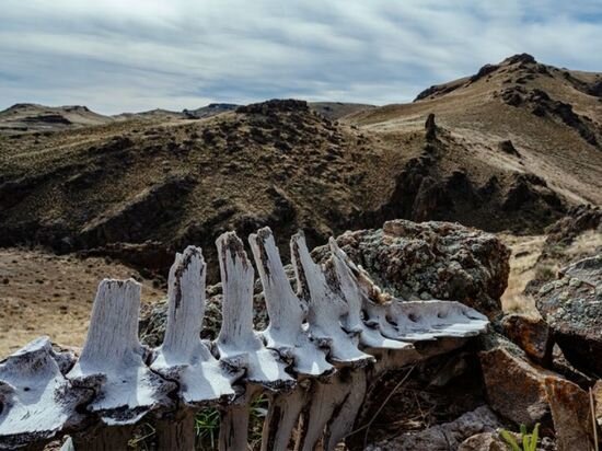     Ученые разработали модель с более чем 15 000 пищевых цепочек. / canva.com