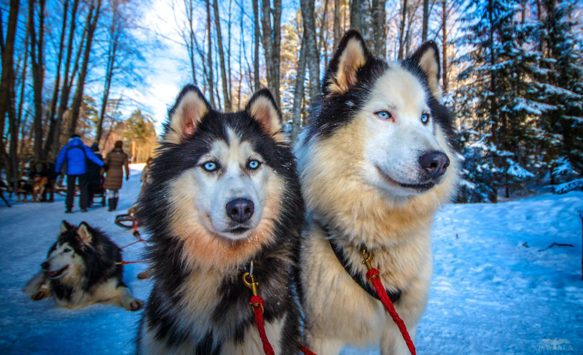 ​Инструктор выходного дня в Хаски центр БЕЛЫЙ ВЕТЕР. 
