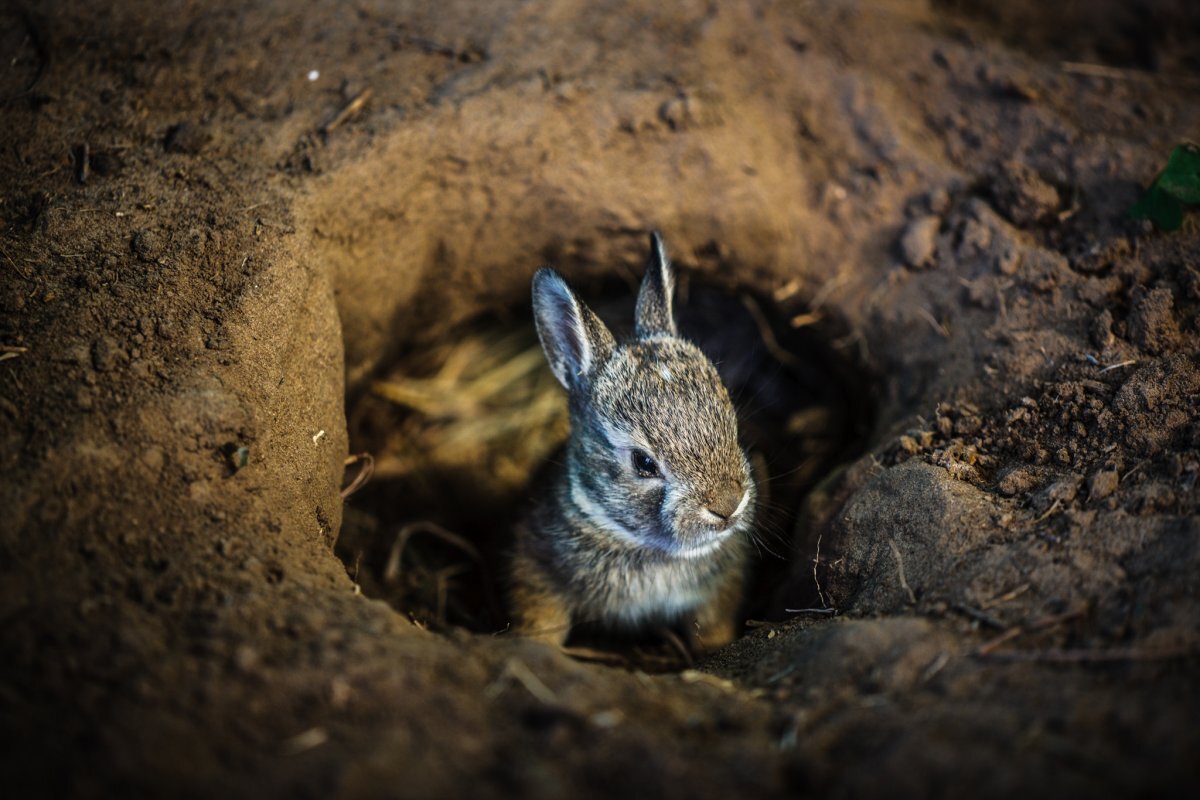 Чтобы увеличить шансы потомства на выживание, мама-кролик прячет потомство в нору и укладывает на вычесанную с пузика шерсть.
