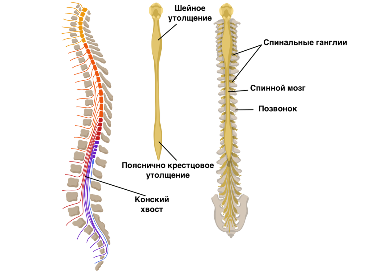 Спинной мозг это. Строение позвонка и спинного мозга. Спинной мозг и позвоночник схема. Спинной мозг располагается в позвоночном канале. Расположение спинного мозга в позвоночнике.