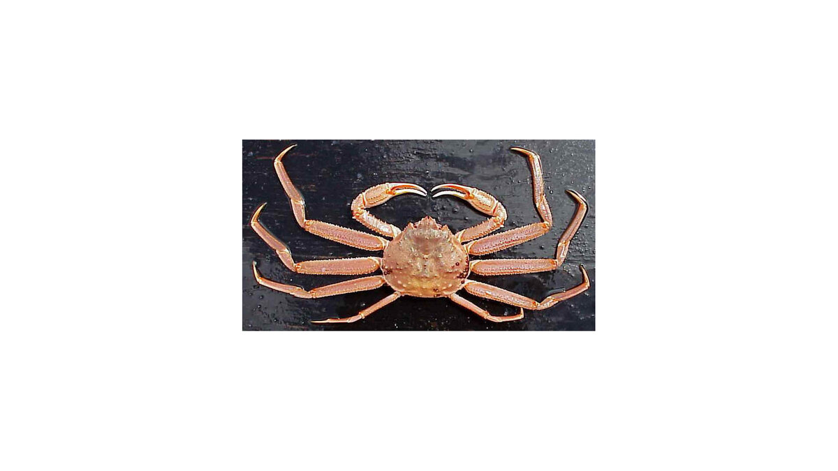    #Краб© Фото : public domain