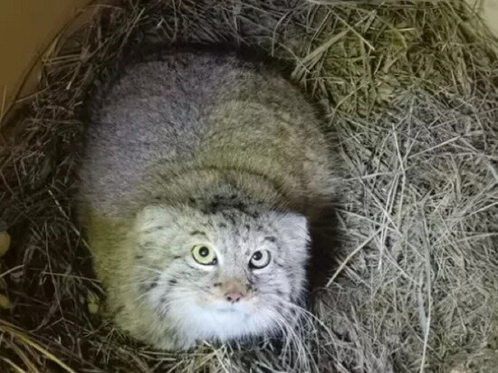     Фото: Барнаульский зоопарк