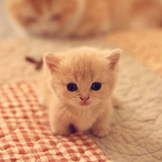 Маленький рыжий котенок 
