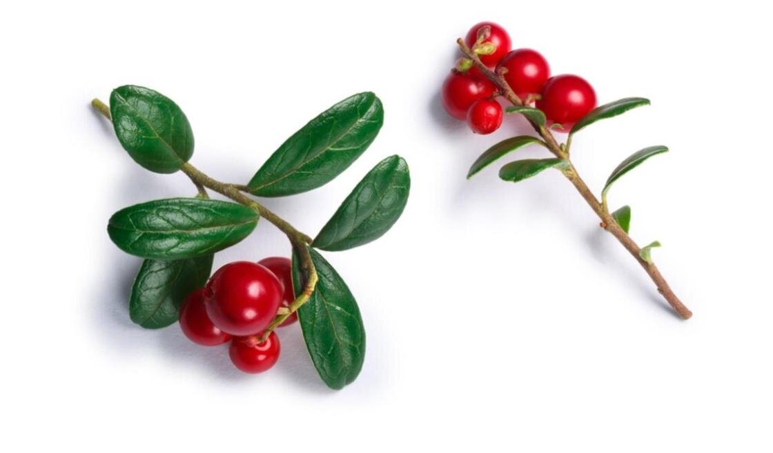    Ягоды толокнянки:Freepik